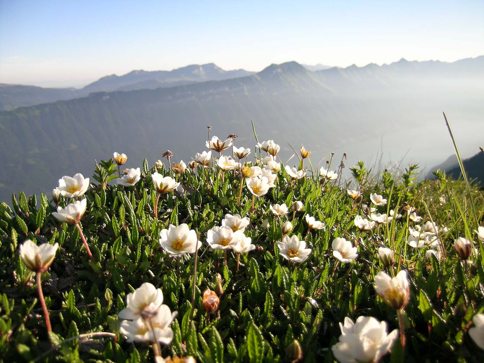 Botanischer Alpengarten Schynige Platte Landschaft